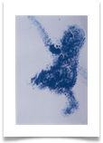 Blue Monkey :: Watercolour on Paper (Mounted) :: 20" x 18" :: £170